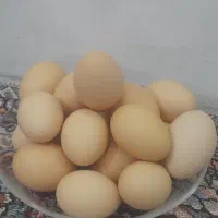 تخم مرغ محلی دونه ۲۰