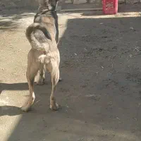 سگ عراقی ماده|سگ|کبودرآهنگ, |دیوار