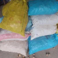 بذر سیب زمینی جلی حدود ۹۵۰کیلو اضافه مونده