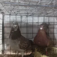 کفتر|حیوانات|بیرجند, |دیوار