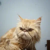 پرشین گارفیلدی|گربه|قدس, شهرقدس|دیوار