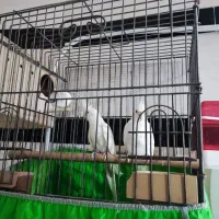 عروس هلندی|پرنده|قشم, |دیوار