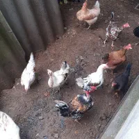 فروش مرغ محلی و گلین