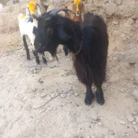بز داشتی