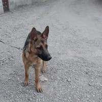 سگ ژرمن وورک