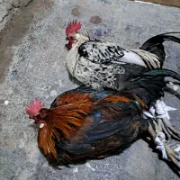 جوجه محلی|حیوانات مزرعه|بهبهان, |دیوار