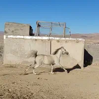 فروش اسب نریان کرد 5 سال|اسب و تجهیزات اسب‌سواری|تکاب, |دیوار