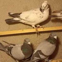 کبوتر|پرنده|بسطام, |دیوار