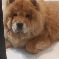 سگ چاوچاو ماده|سگ|تهران, باغ فیض|دیوار