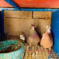 دمی  زاغ سینه ای|پرنده|لامرد, |دیوار