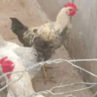 فروش خروس بوقلمون اردک غاز|حیوانات مزرعه|لاهیجان, بازکیاگوراب|دیوار