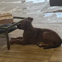 سگ پیت بول|سگ|ماکو, |دیوار