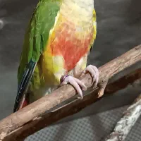 گرینچیک|پرنده|نیشابور, مازول|دیوار