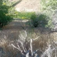 باغ انگور