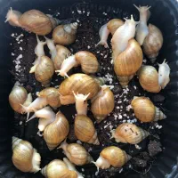 حلزون آچاتینا