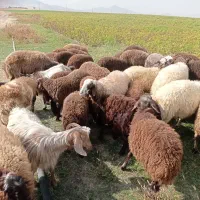 40عدد بره نر و ماده 22عدد نر بقیه ماده