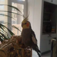 عروس هلندی نر
