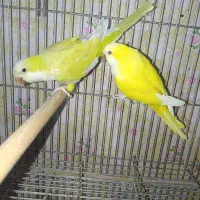 طوطی راهب مولد و نر تک