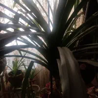 گل پاندانوس