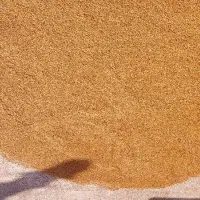 گندم بذری|گل و گیاه طبیعی|سوسنگرد, |دیوار