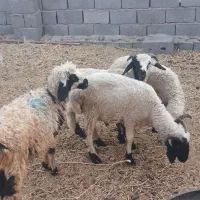 بره