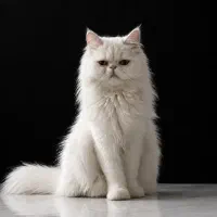 نیازمند گربه نر نژاددار ترجیحا سفید