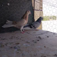 کبوتر پر