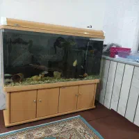 آکواریوم خارجی شرکتی