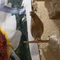 کفتر سبز نر و یک سوسکی زرد نر|پرنده|چناران, |دیوار