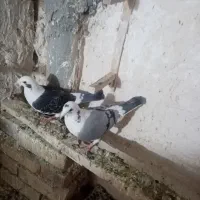 2تا ماده ابلغ