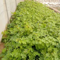 فروش نهال انگور ،یاس،گل محمدی و..|خدمات باغبانی و درختکاری|تربت‌حیدریه, چهارراه خواف|دیوار