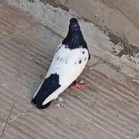 سینه دم سیاه|پرنده|کاشان, امیرکبیر|دیوار