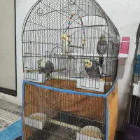 عروس هلندی|پرنده|شهریار, رضی آباد بالا|دیوار