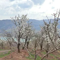 طالقان ۶ هکتار مناسب ویلا سازی