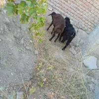 یک بره ماده ویک بزغاله ماده|حیوانات مزرعه|میاندوآب, |دیوار