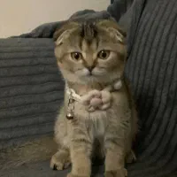 بچه گربه اسکاتیش فولد|گربه|تهران, شهرک پرواز|دیوار