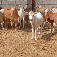 گوساله نر