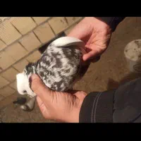 کبوتر طوقی|پرنده|سرپل ذهاب, |دیوار