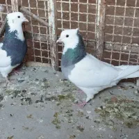 جفت نر ماده طوقی
