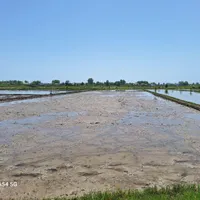 فروش زمین ۲۰۰۰ متری در بازار.زمین کشاورزی.شالیزار.|فروش زمین و ملک کلنگی|رشت, بازار|دیوار