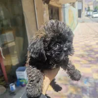 سگ کوچیک خونگی