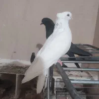 کبوتر سفید چشم نوک سفید