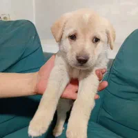 واگذاری طوله ماده سرابی|سگ|بهارستان, |دیوار