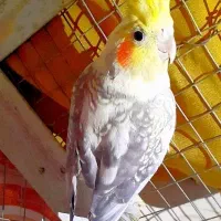 مجسمه عروسک