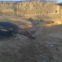 سگ گله|سگ|چناران, |دیوار