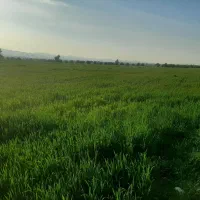 فوری اجاره 5هکتار زمین کشاورزی