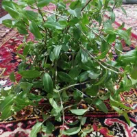 گل اشارداشارخوشگل