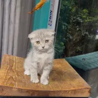 گربه اسکاتیش بلو گلد