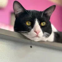 گمشده مژدگانی داره|گربه|لار, |دیوار