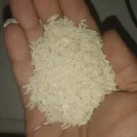 برنج هاشمی درجه ۱ محصول امسال